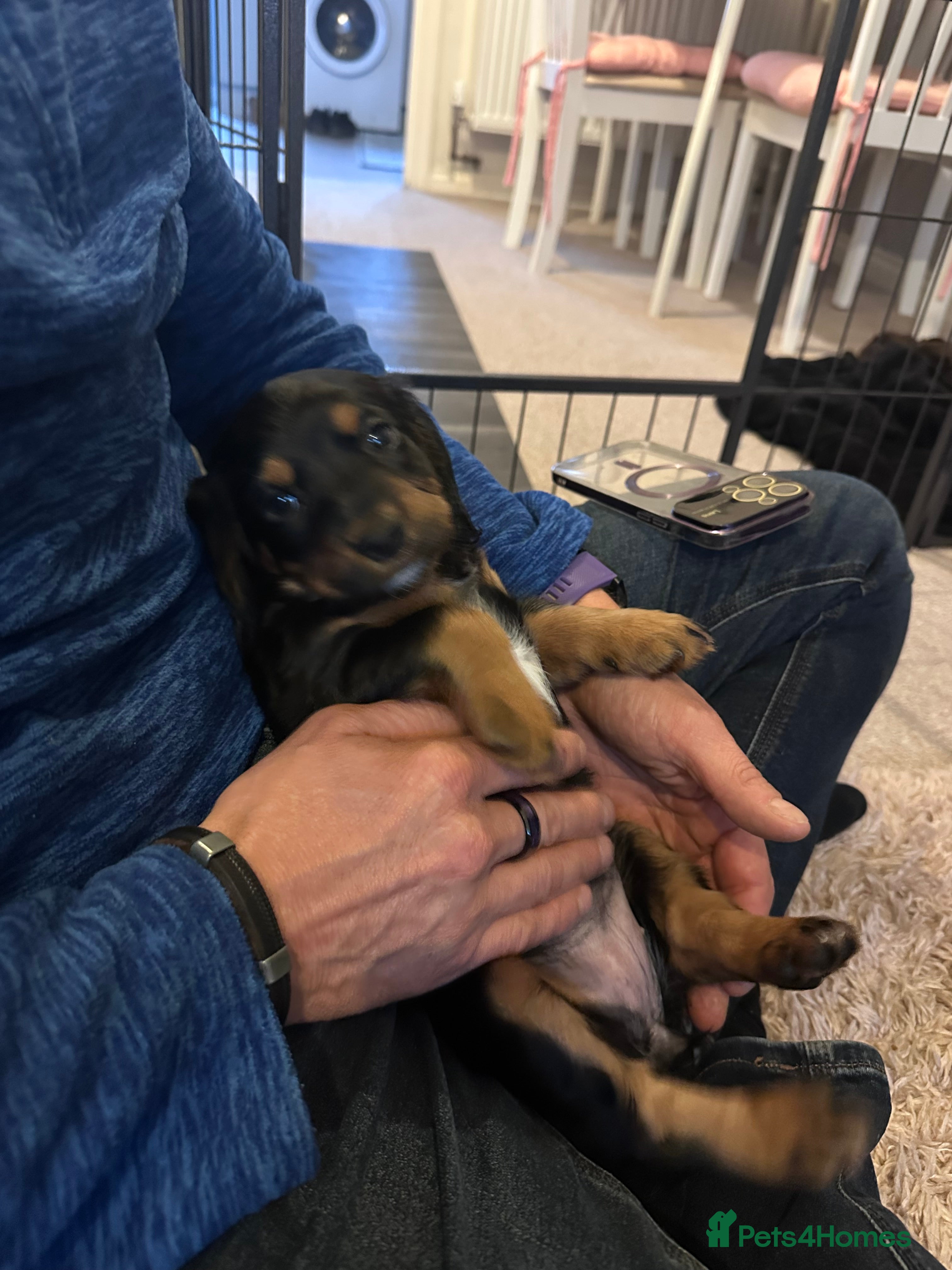 Sprocker dogs Meet your Sprocker puppy. 29/03/26 can go.  - Advert 8