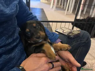 Sprocker dogs Meet your Sprocker puppy. 29/03/26 can go. - Advert 4