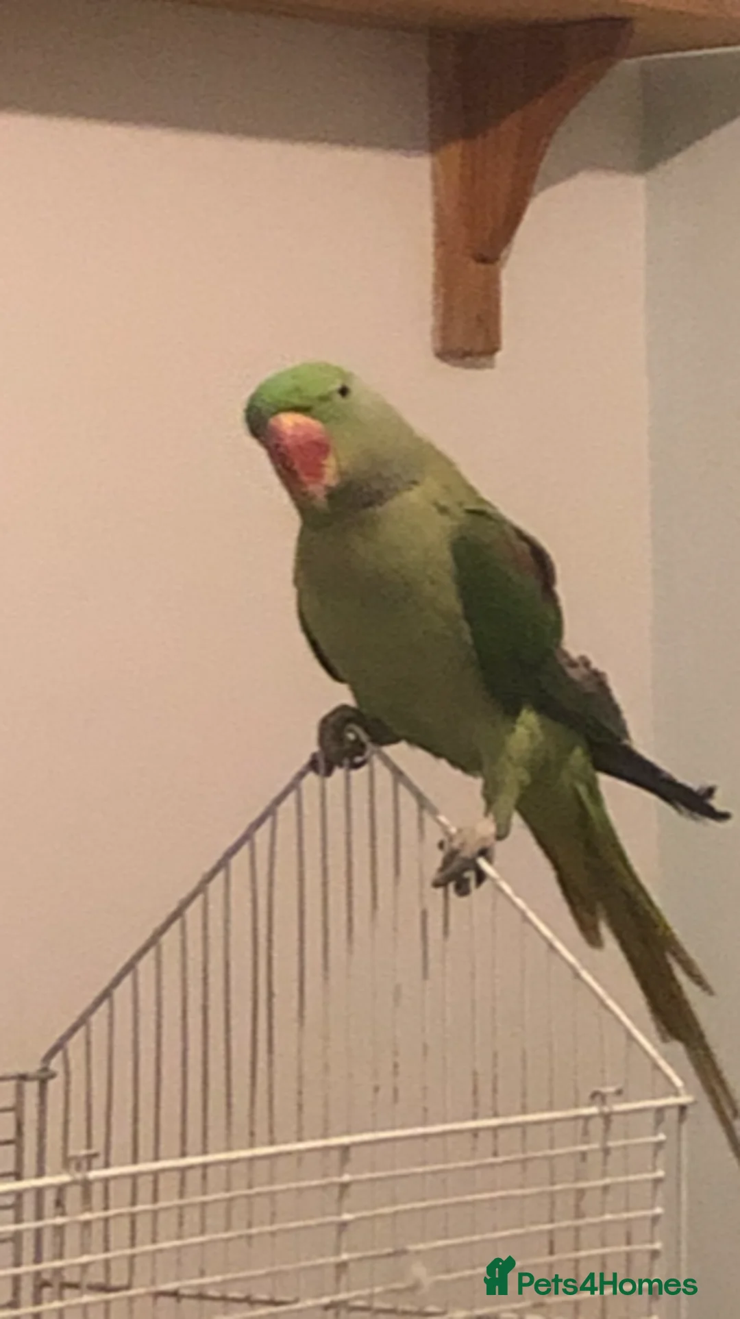 Ringnecks birds for sale: Indian Ring neck - Advert 1