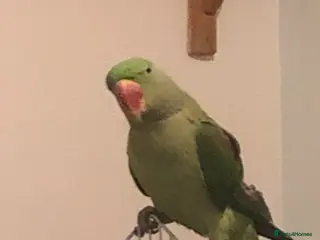 Ringnecks birds Indian Ring neck - Advert 2