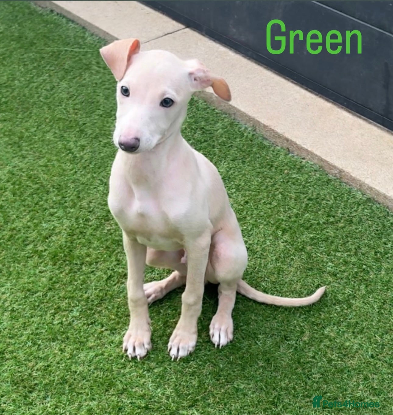 Italian Greyhound dogs Beautiful Cream Italian Greyhound Boys  - Advert 1