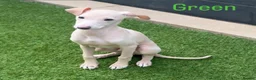 Italian Greyhound dogs for sale: Beautiful Cream Italian Greyhound Boys  - Advert 5