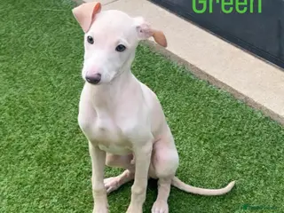 Italian Greyhound dogs Beautiful Cream Italian Greyhound Boys - Advert 1
