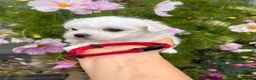 Maltese dogs for sale: Happy Tiny KC Reg Boys - Advert 13