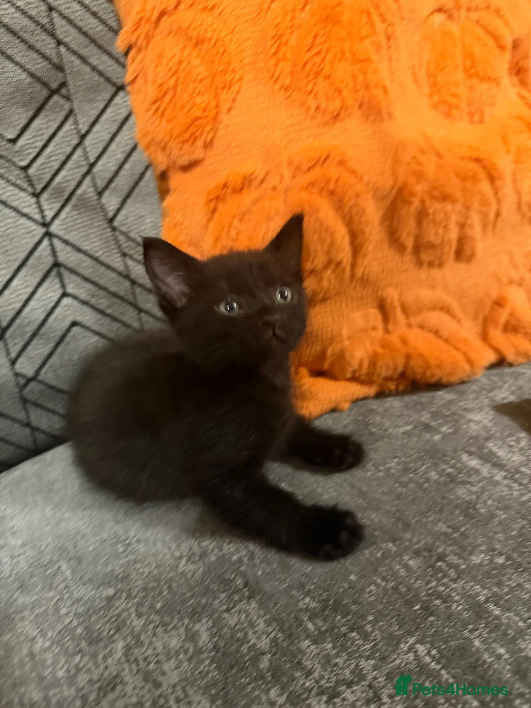 Mixed Breed cats for sale: Halloween Little Princess  - Advert 2