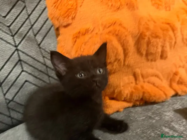 Mixed Breed cats for sale: Halloween Little Princess - Advert 1