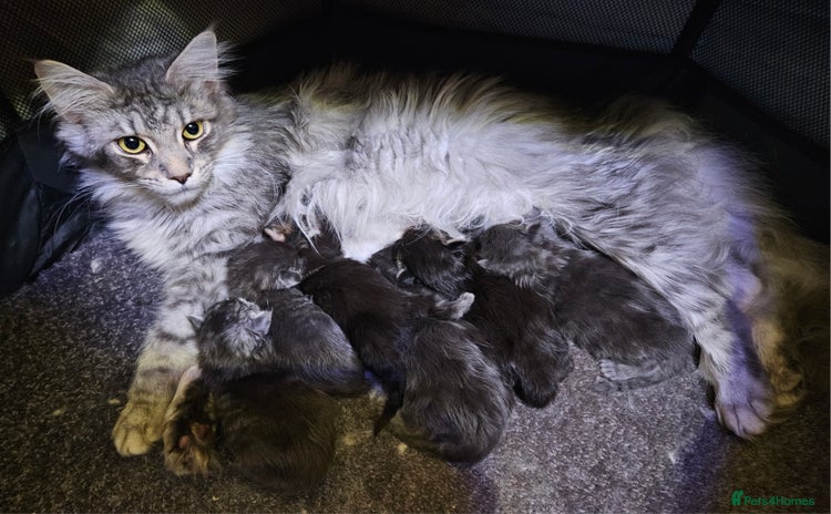 Maine Coon cats - Advert 14