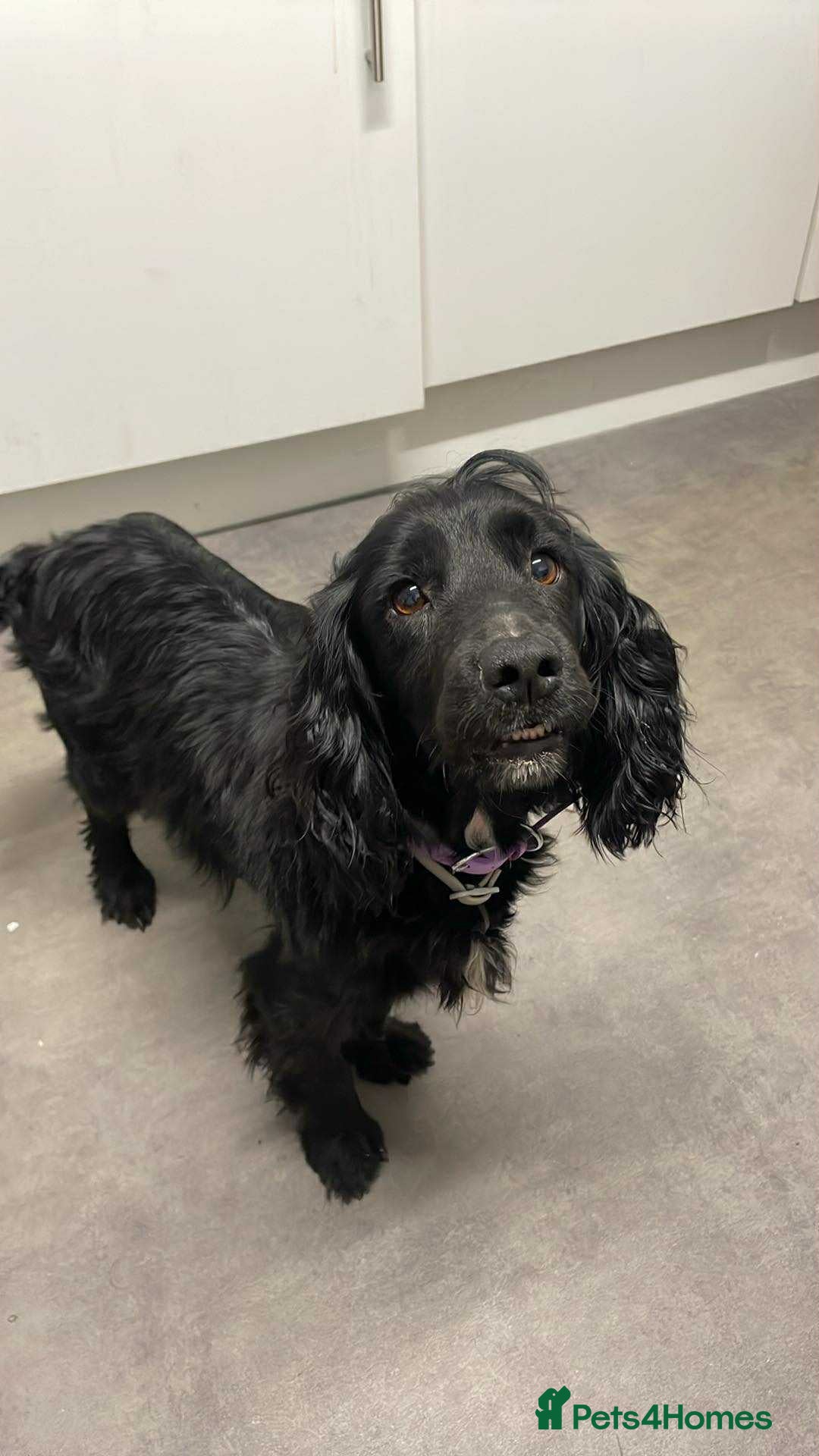 Cocker Spaniel dogs for sale: Female cocker spaniel  - Advert 5