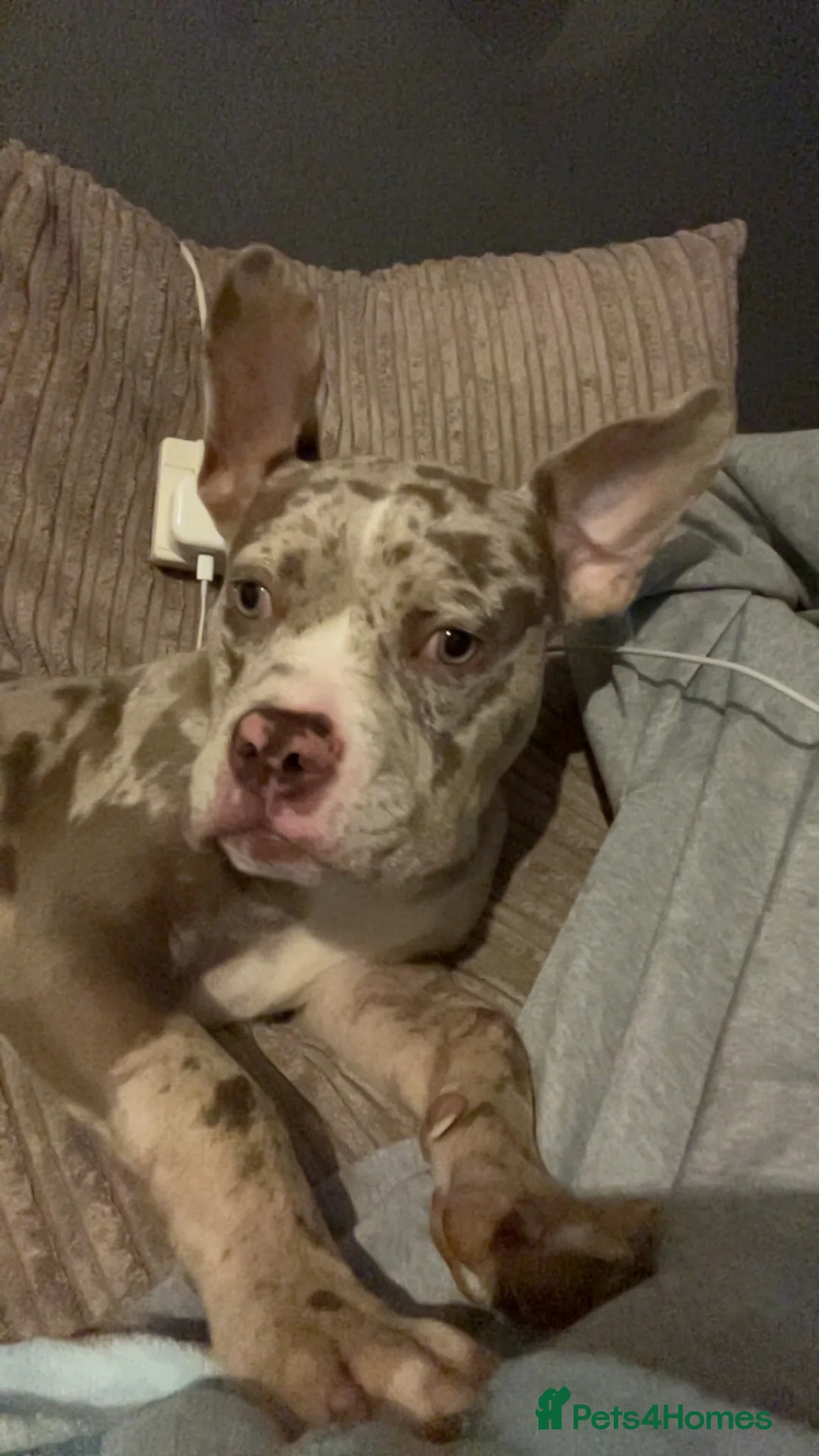 American Bully dogs for sale: Pocket X standard bully  in Bristol - Advert 8