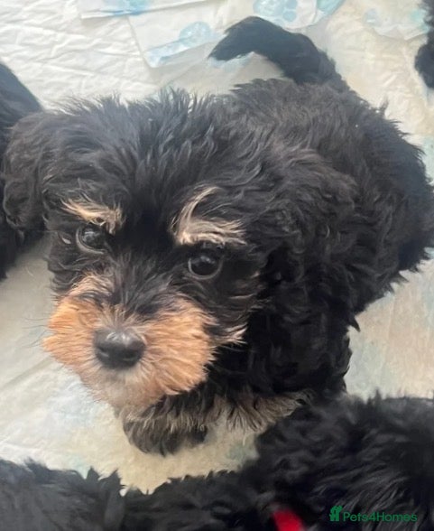 Mixed Breed dogs 🐾🐶Adorable Cavaschnauzer Pups 🐶🐾 - Advert 12