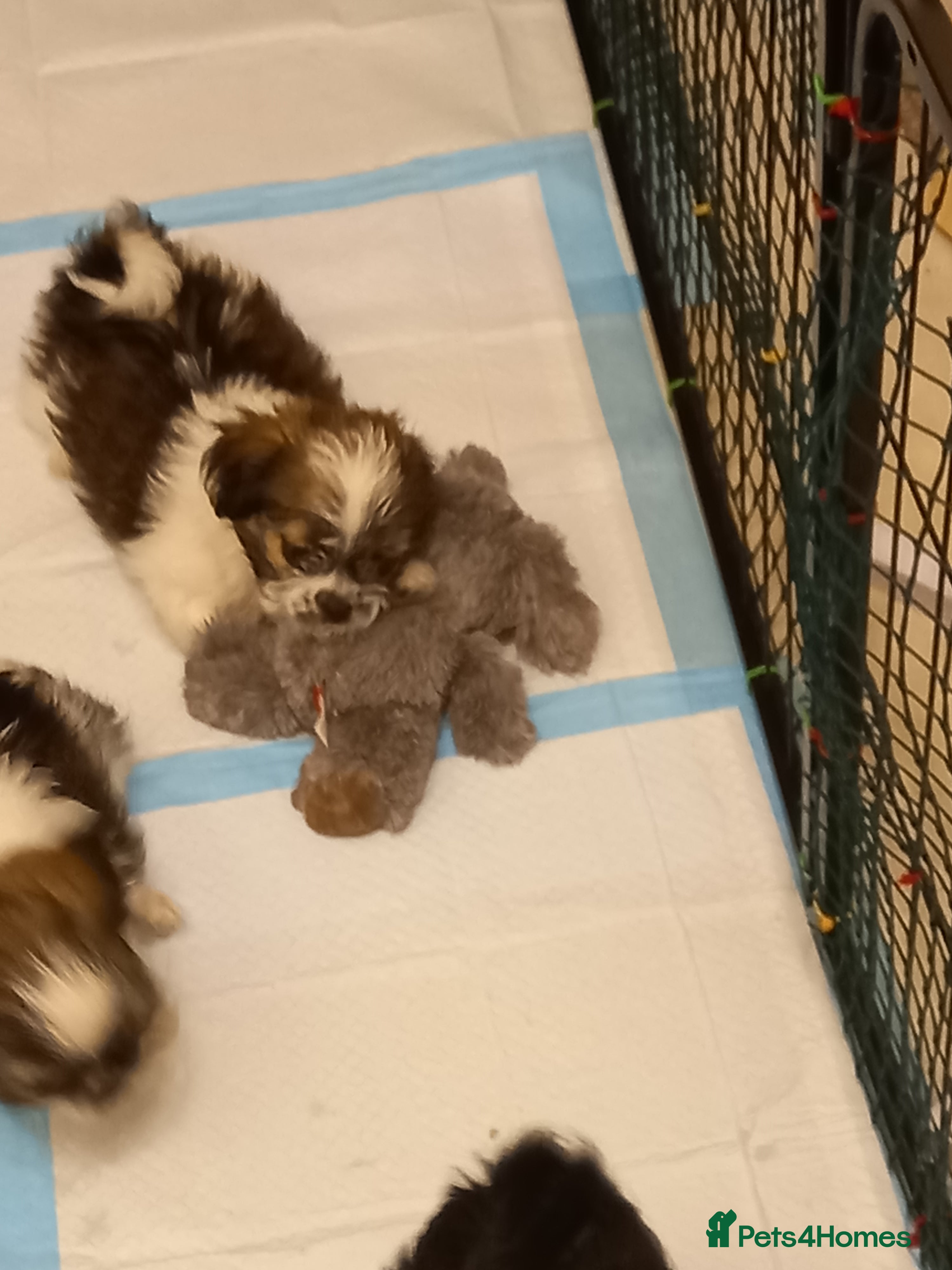 Mixed Breed dogs Shih tzu Cross chihuahua  - Advert 9