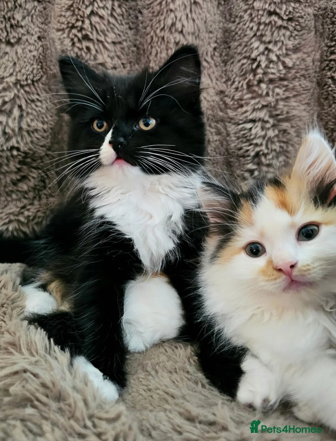 Mixed Breed cats for sale: Four Adorable Little Kittens Full of Personality - Advert 2