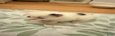 Mixed Breed Kitten 3