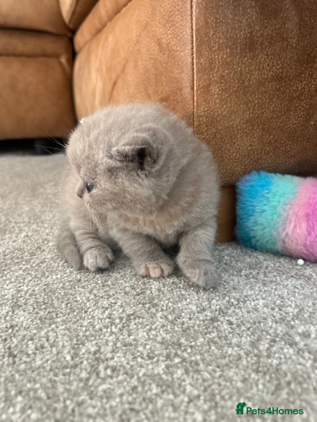 British Shorthair cats for sale: TICA Registered British Shorthair Kittens - Image 15
