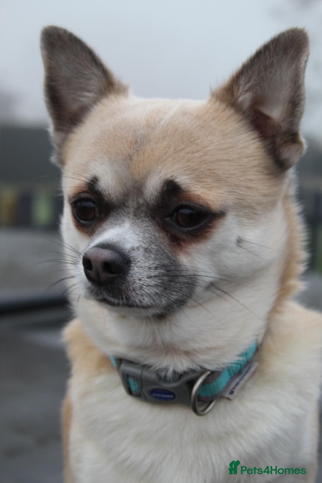 Chihuahua dogs Lord Gibble for stud in Worcester - Advert 4