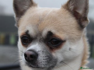 Chihuahua dogs Lord Gibble for stud in Worcester - Advert 1