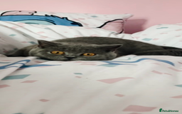 British Shorthair cats for sale: Beautiful litter of baby blues ready  - Image 7