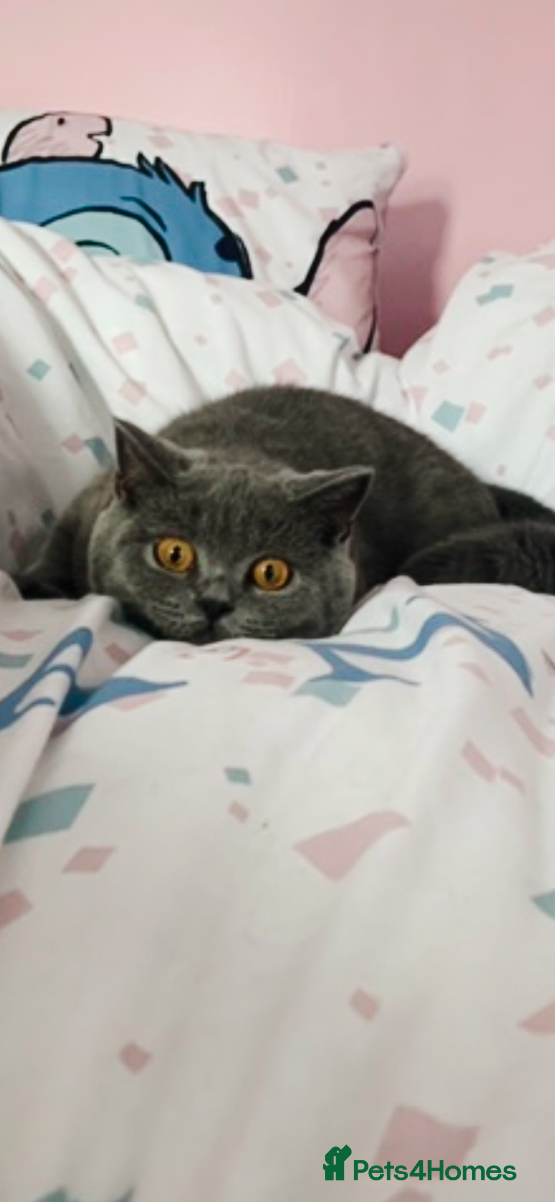 British Shorthair cats for sale: Beautiful litter of baby blues ready  - Image 7