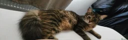 Mixed Breed cats for sale: Beautiful Mixed Breed  in Stoke-on-Trent - Advert 3