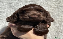 Cocker Spaniel dogs for sale: KC Show Cocker Spaniel boy  ready now - Image 1