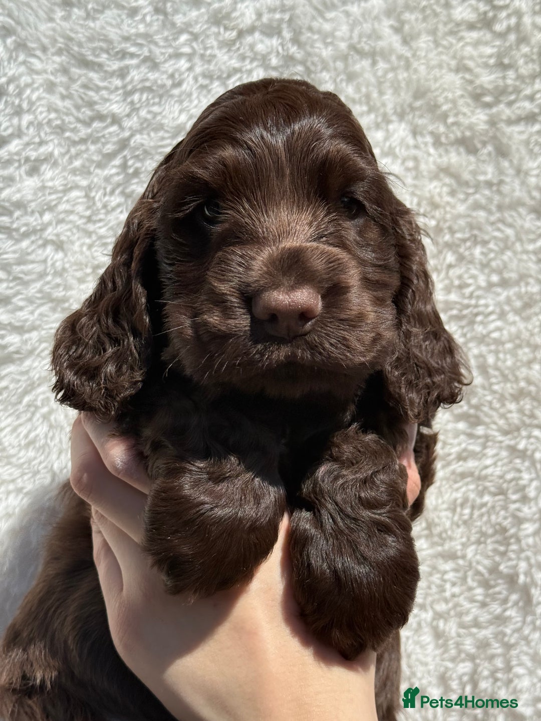 Cocker Spaniel dogs for sale: KC Show Cocker Spaniel boy  ready now - Image 1