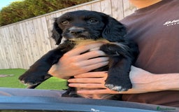 Sprocker dogs for sale:  Sprocker spaniel puppies - Ready Soon ! - Image 9