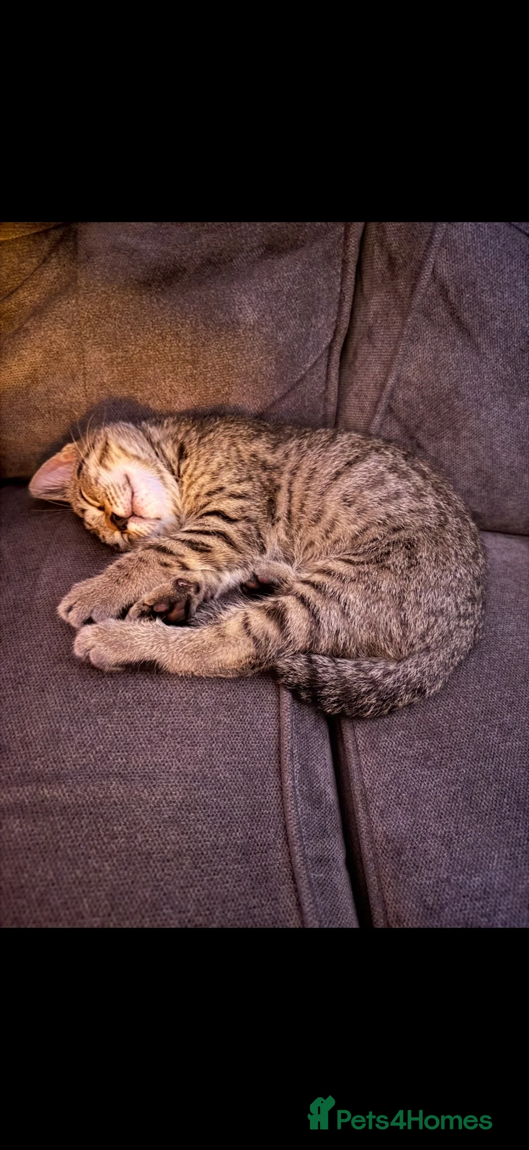 Mixed Breed cats for sale: Beautiful Kitten - Ready for his forever home - Advert 2