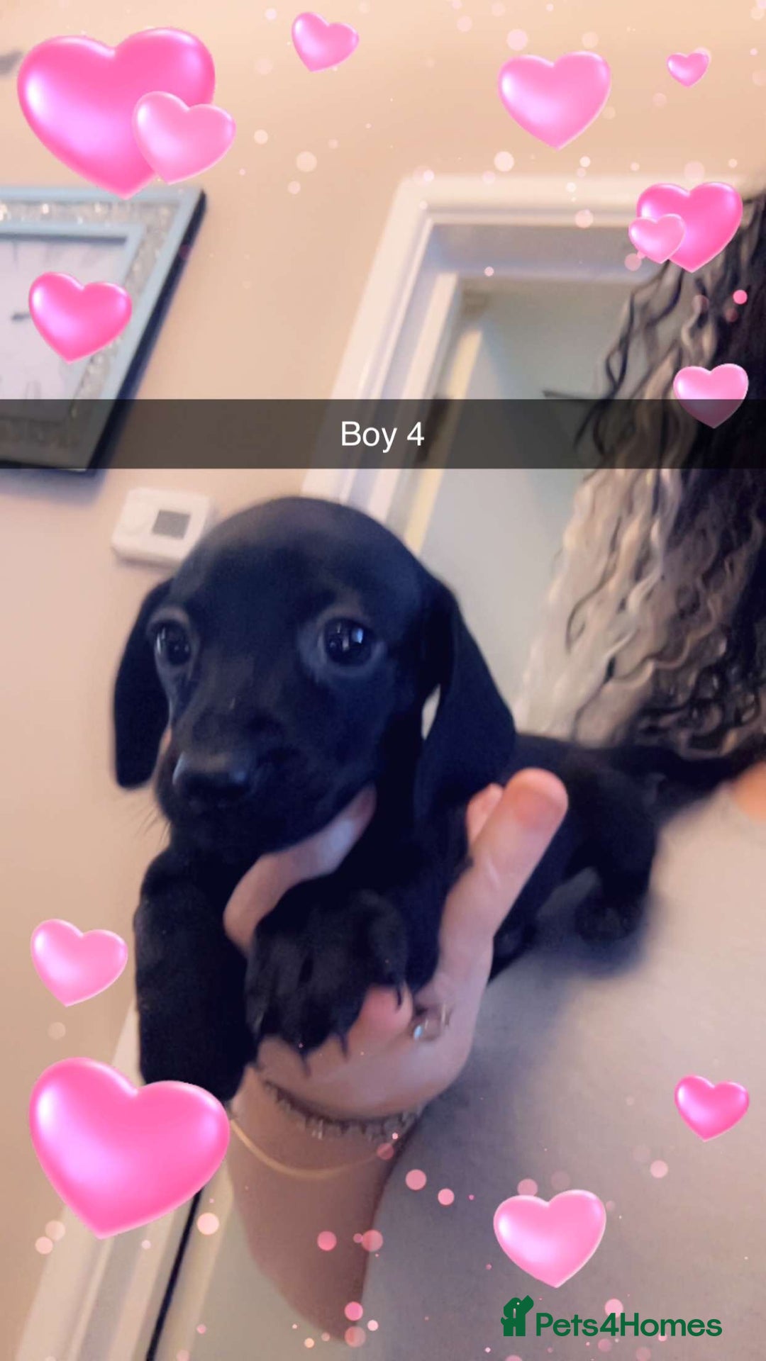 Miniature Dachshund dogs for sale: Beautiful miniature dachshunds  - Advert 7