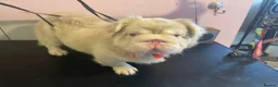 French Bulldog dogs for stud: Beautiful KC French Bulldog for Stud  - Advert 7
