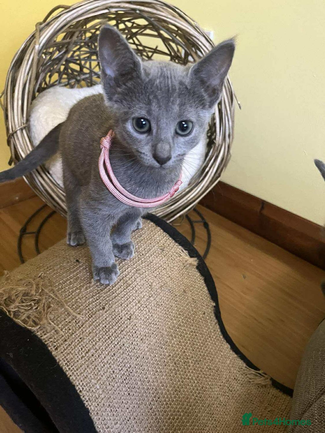 Russian Blue cats for sale: TICA REGISTERED Pure Breed Russian Blue Kittens - Image 10