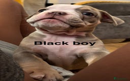Olde English Bulldogge dogs for sale: Olde English bulldogs puppies  - Image 18
