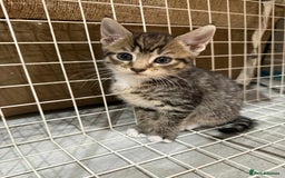 Bengal cats for sale: Tabby kittens  - Image 4
