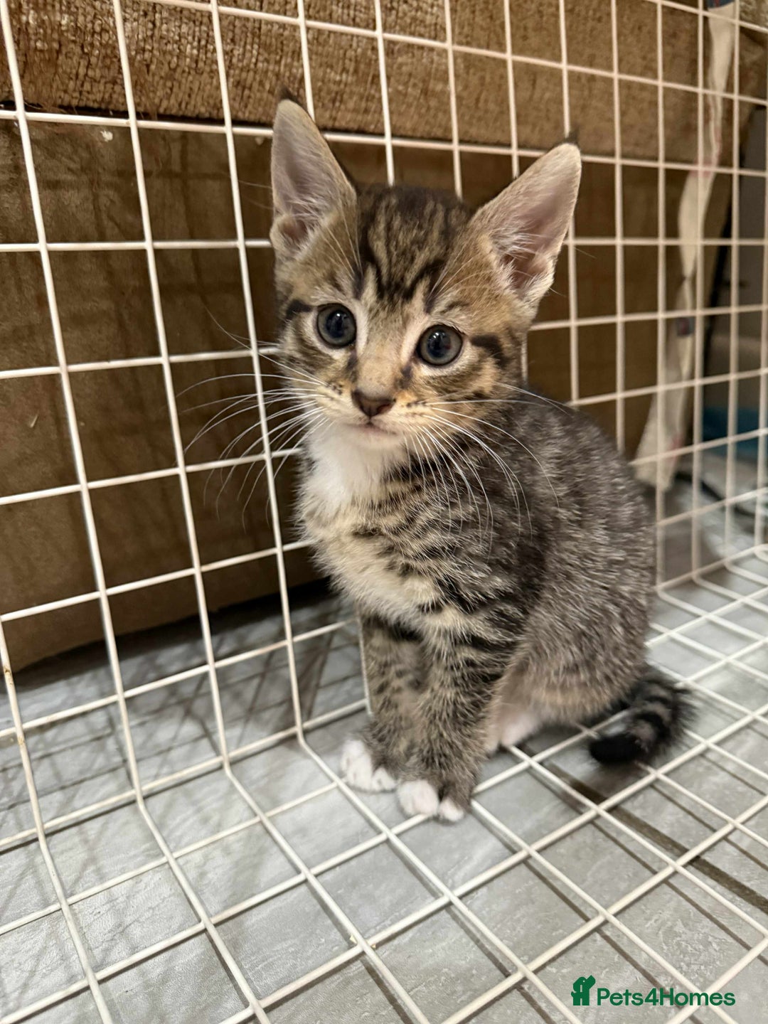 Bengal cats for sale: Tabby kittens  - Image 4