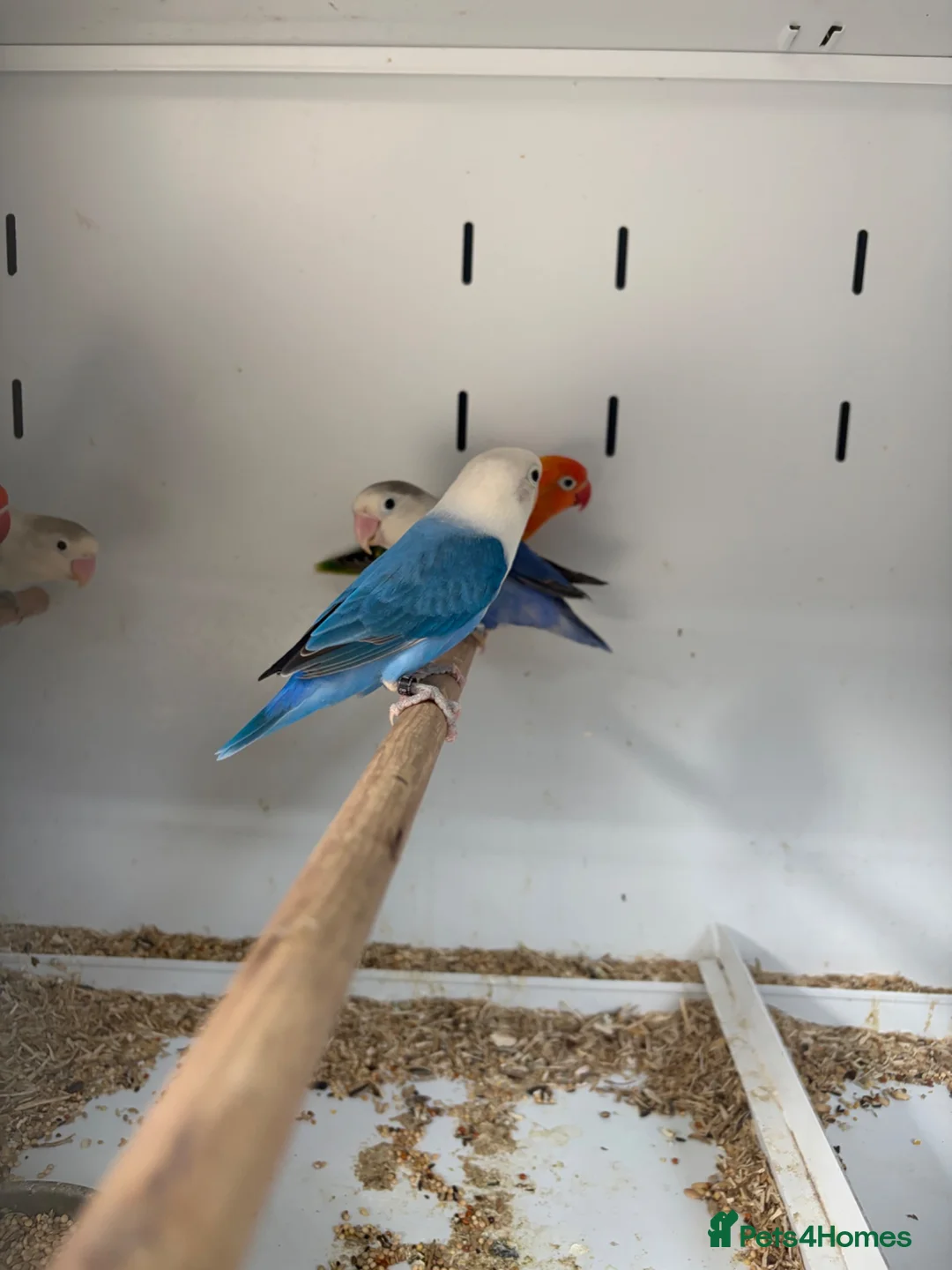 Lovebirds birds for sale: Various Stunning Young Lovebirds  - Advert 3