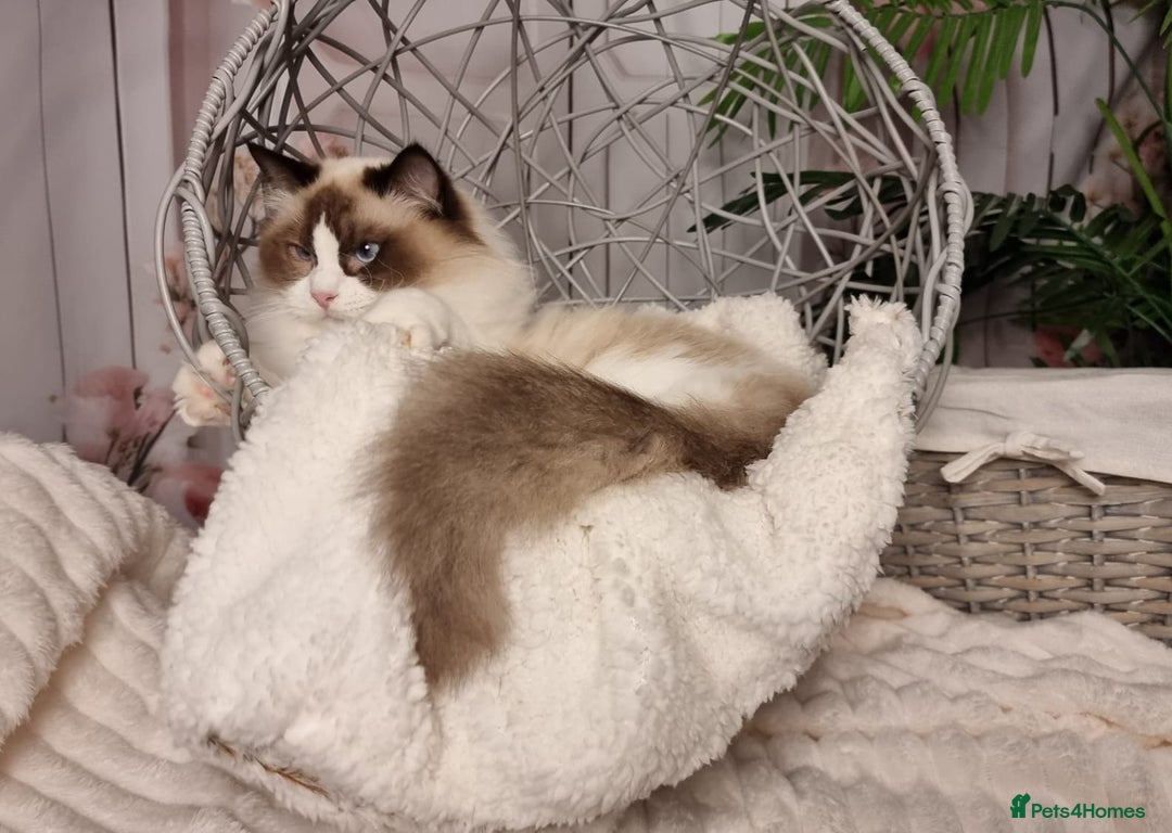 Ragdoll cats for sale: Quality Tica reg Ragdoll kittens  - Advert 28