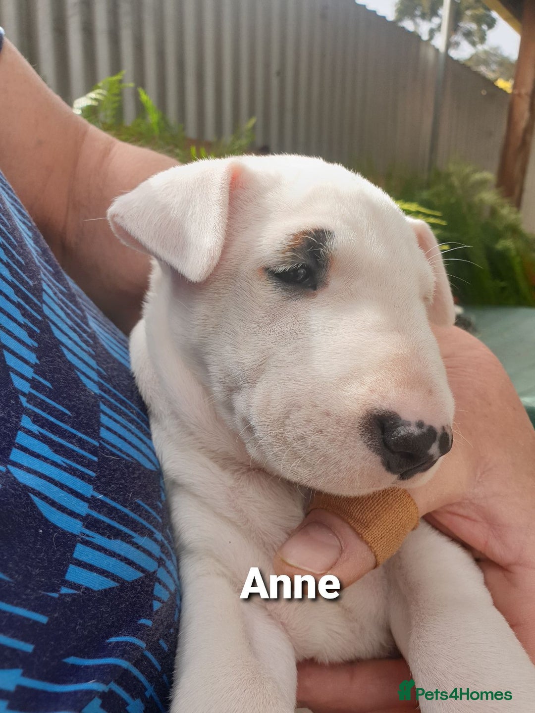 Bull Terrier dogs for sale: ALL-WHITE Bull Terriers - Image 4