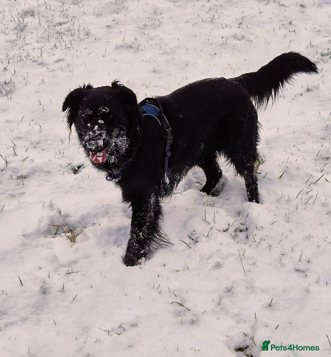 Mixed Breed dogs for sale: Cassie - Advert 2