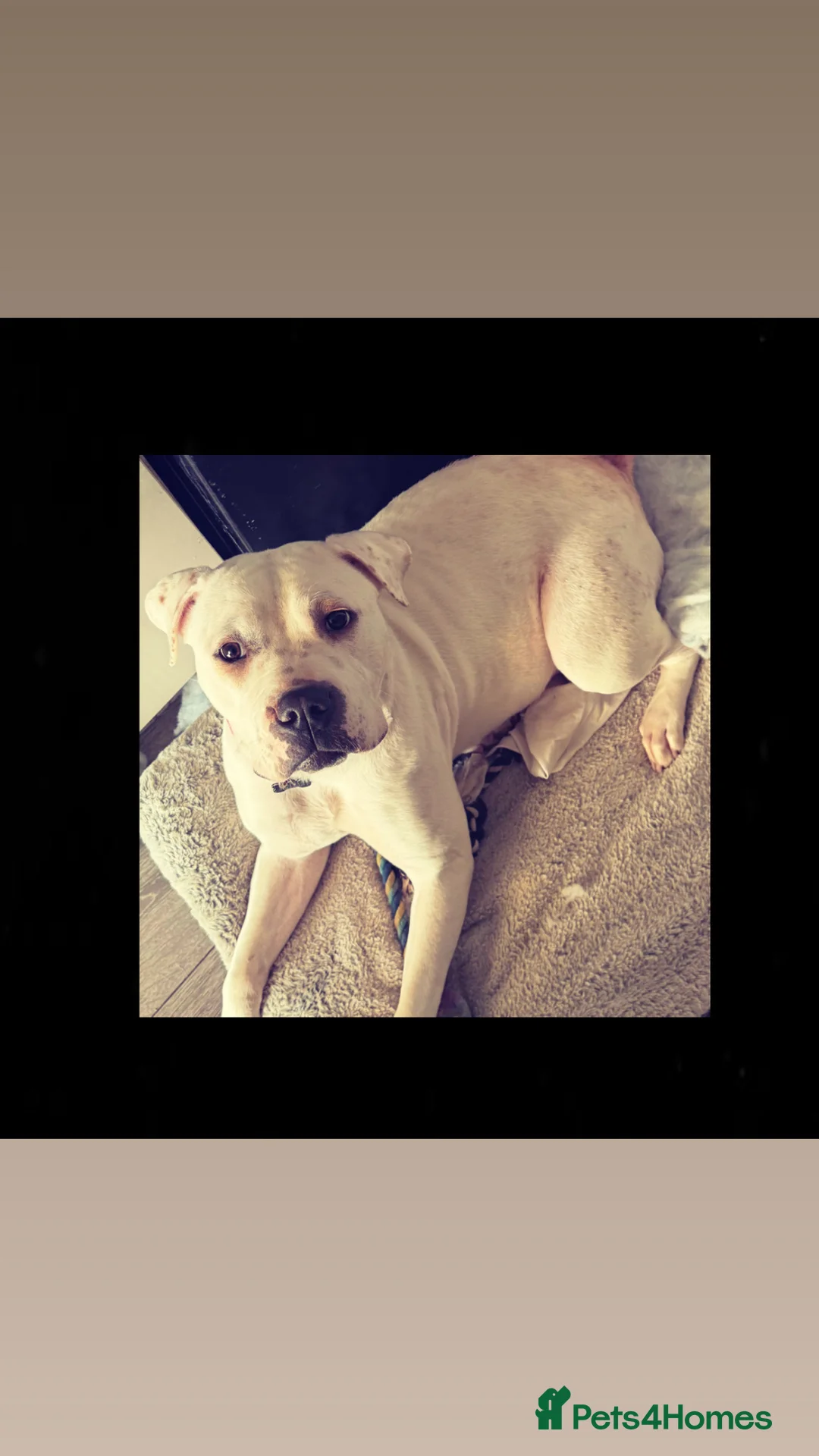 Mixed Breed dogs for sale: American bulldog  ** tiff  in Gosport - Advert 2
