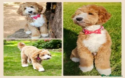 Australian Labradoodle dogs for sale: Healthy tested true Australian Labradoodle pups - Image 7