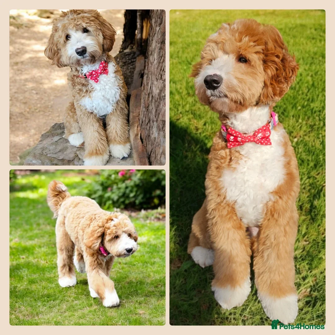 Australian Labradoodle dogs for sale: Healthy tested true Australian Labradoodle pups - Image 7