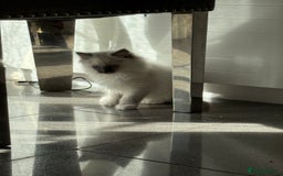 Ragdoll cats for sale: Beautiful ragdoll kittens  - Image 7