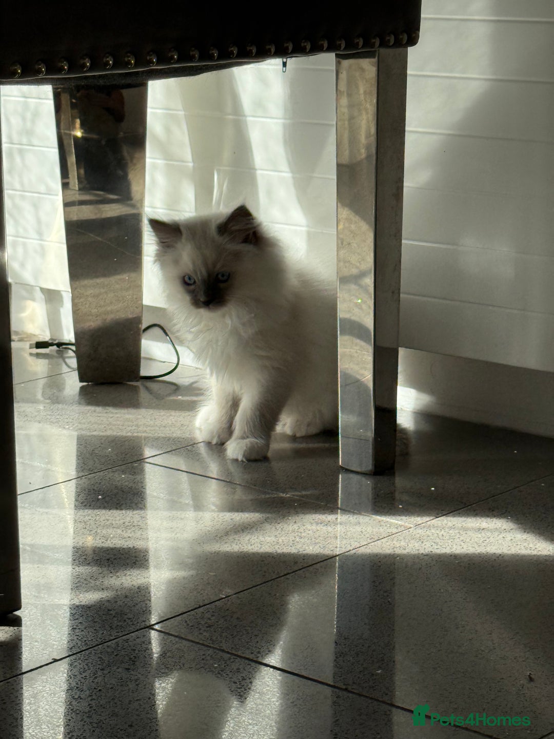 Ragdoll cats for sale: Beautiful ragdoll kittens  - Image 7