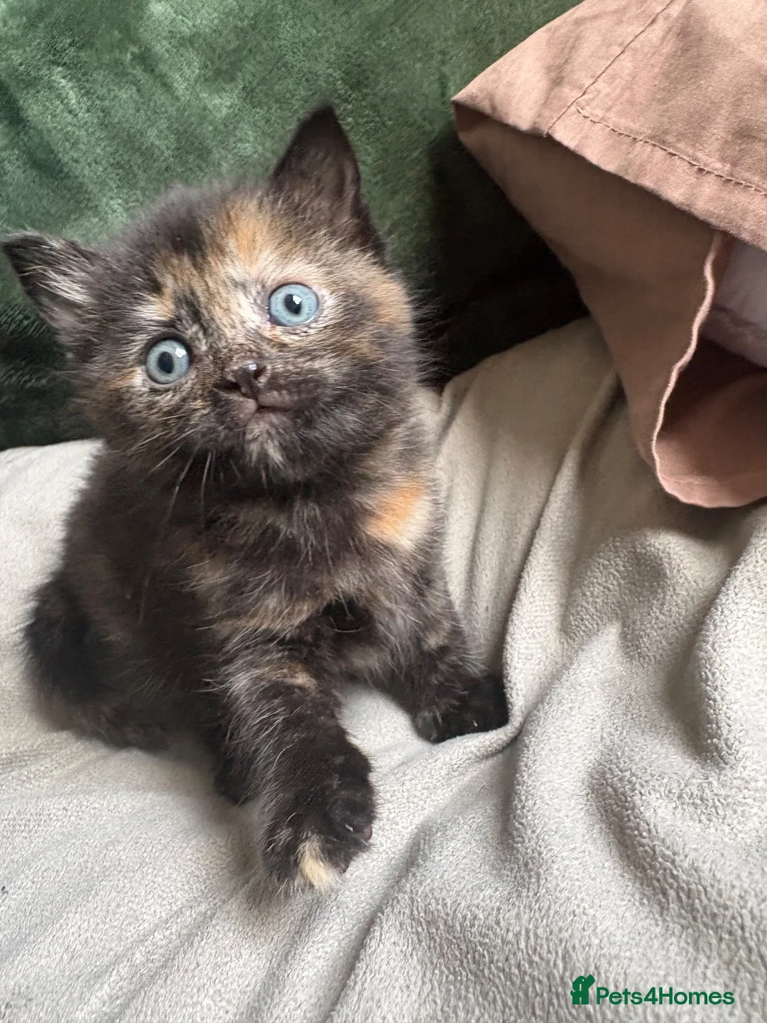Mixed Breed cats for sale: 5 gorgeous kittens  - Advert 1