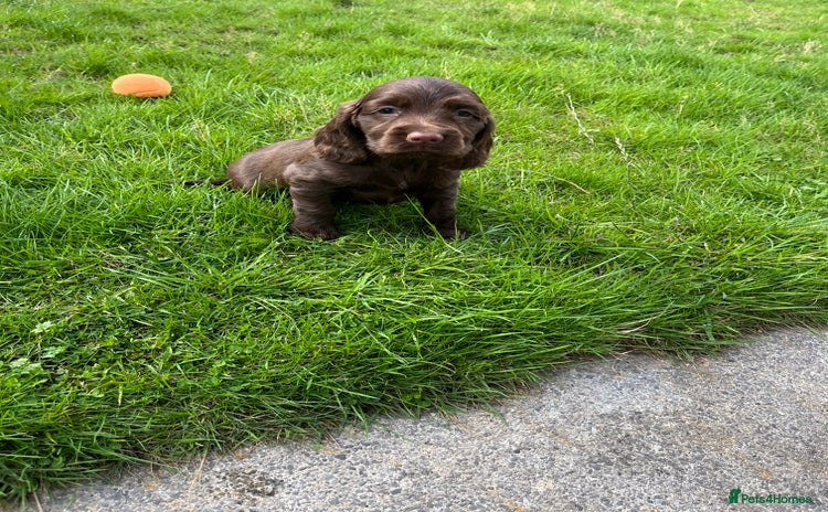 Sprocker dogs - Advert 12