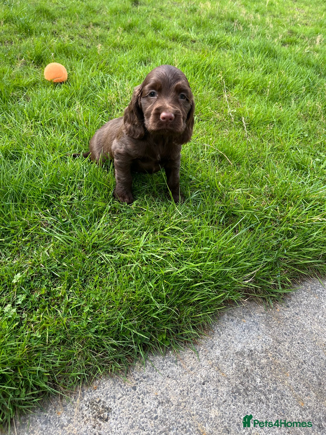 Sprocker dogs for sale: HEALTH TESTED cocker/springer spaniel puppies   - Image 1