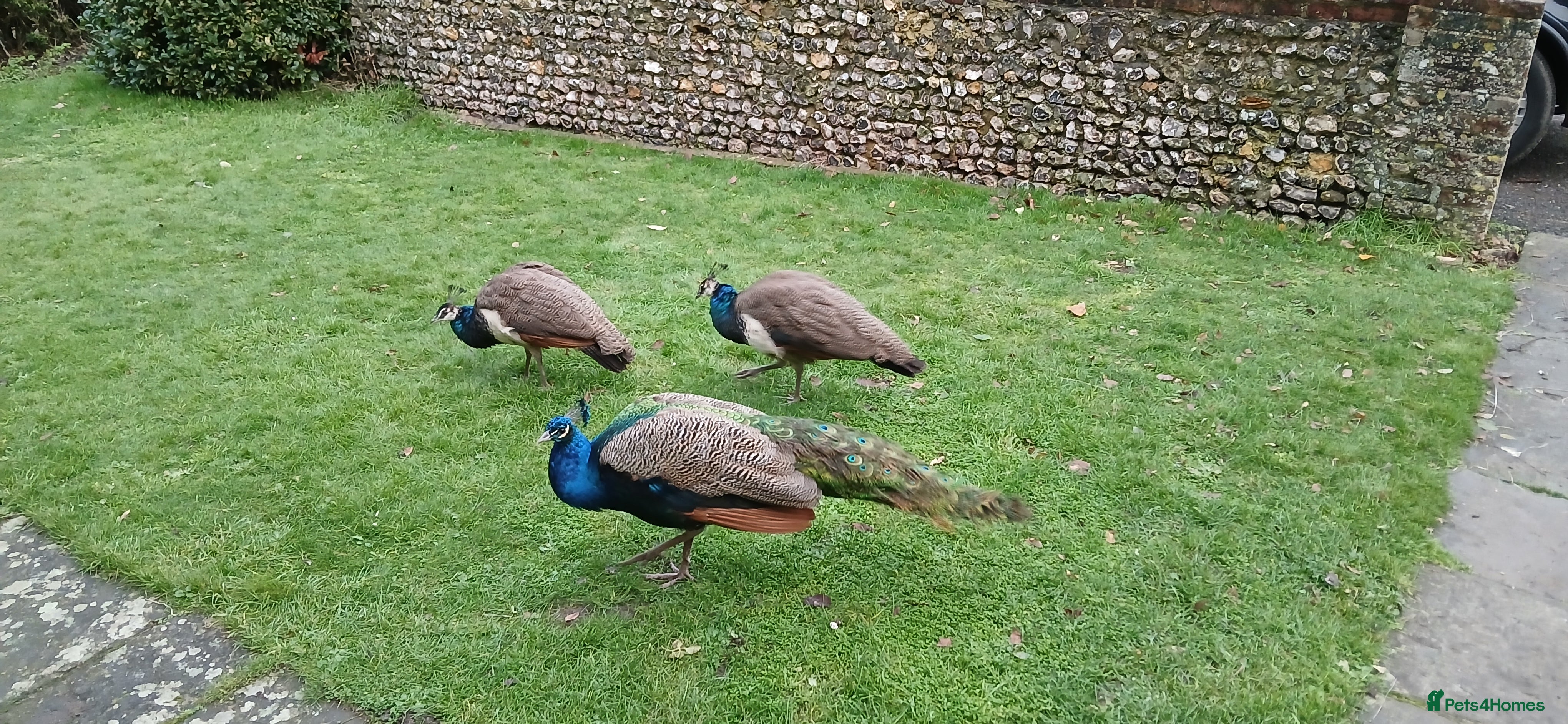 Peafowl poultry 2 Peacocks for Sale - Advert 1