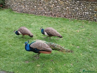 Peafowl poultry 2 Peacocks for Sale - Advert 2