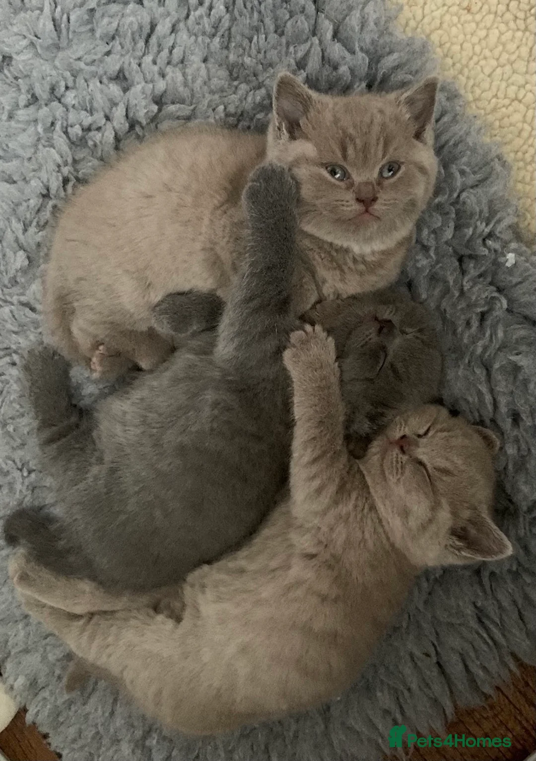 British Shorthair cats for stud: 💙 Rare cinnamon fawn blue studs East Midlands 💙 in Derby - Advert 9
