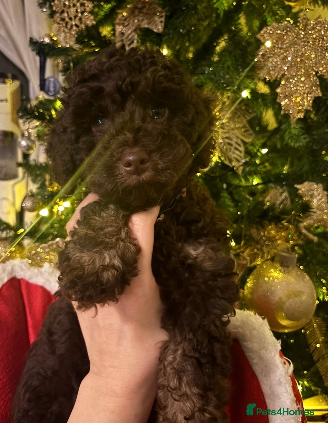Cockapoo dogs for sale: Beautiful F2B Toy Cockapoo Puppies - Advert 26
