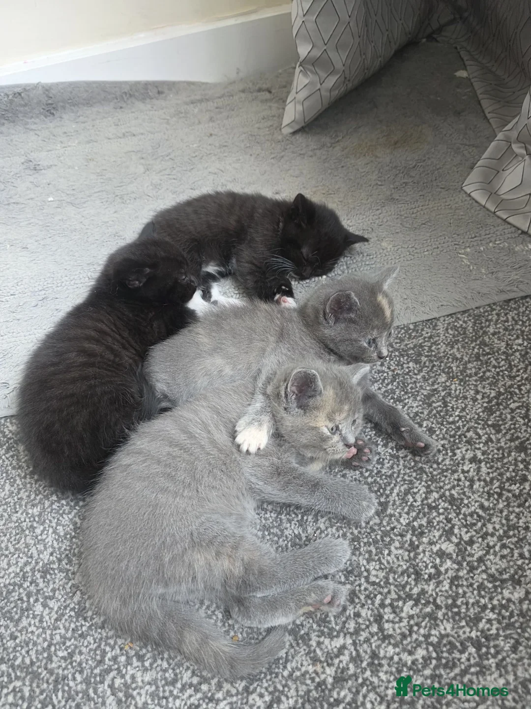British Shorthair cats for sale: Lovely Baby Cats in Coventry - Advert 4